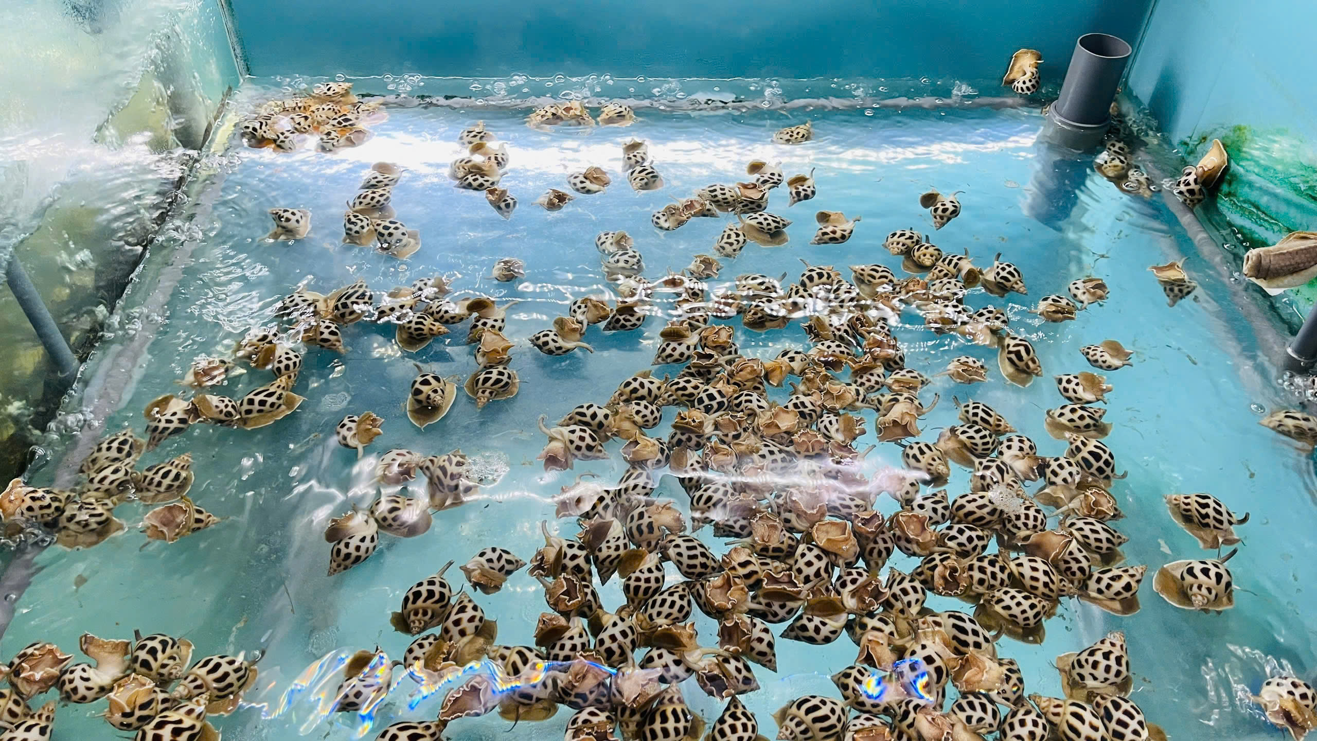 tiệc cưới giá rẻ bà rịa